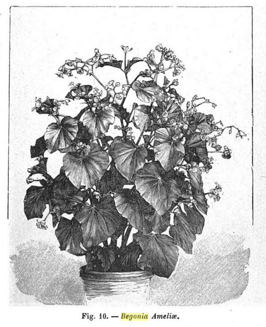 B. ‘Ameliae’